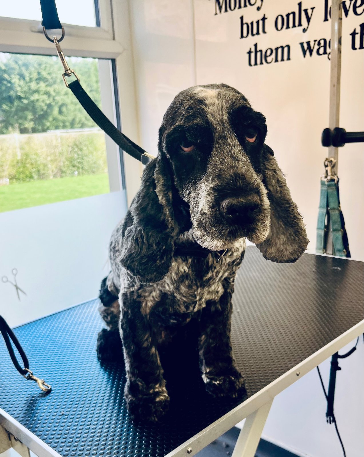 Paws Glorious Paws Dog Grooming grooming photo 10