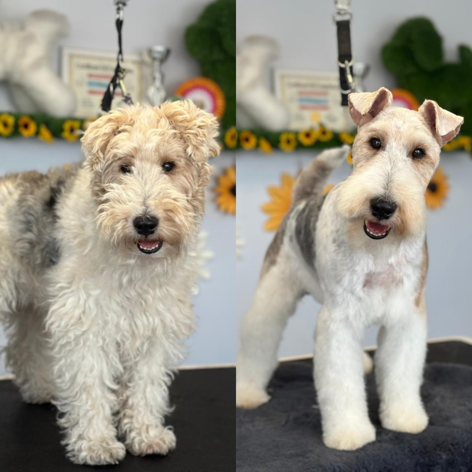 Felpham Dog Groomers grooming photo 8