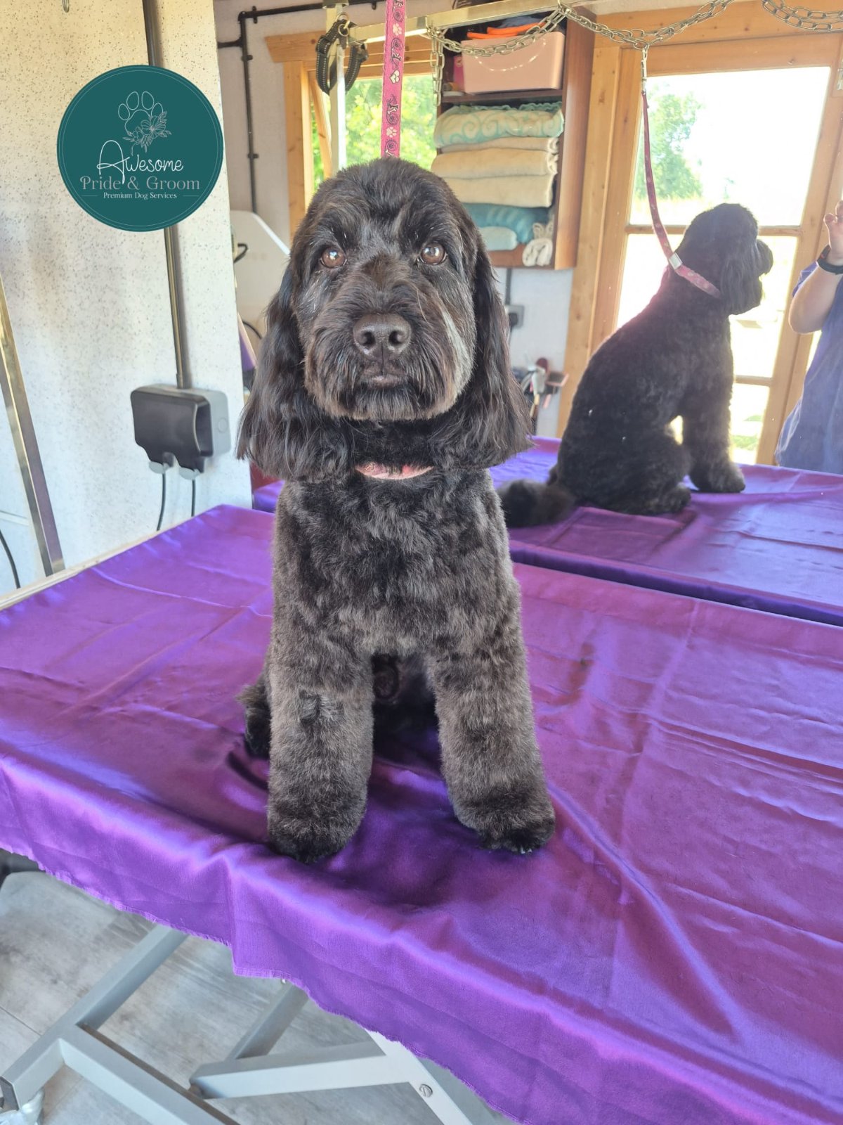 Awesome Pride & Groom grooming photo 5