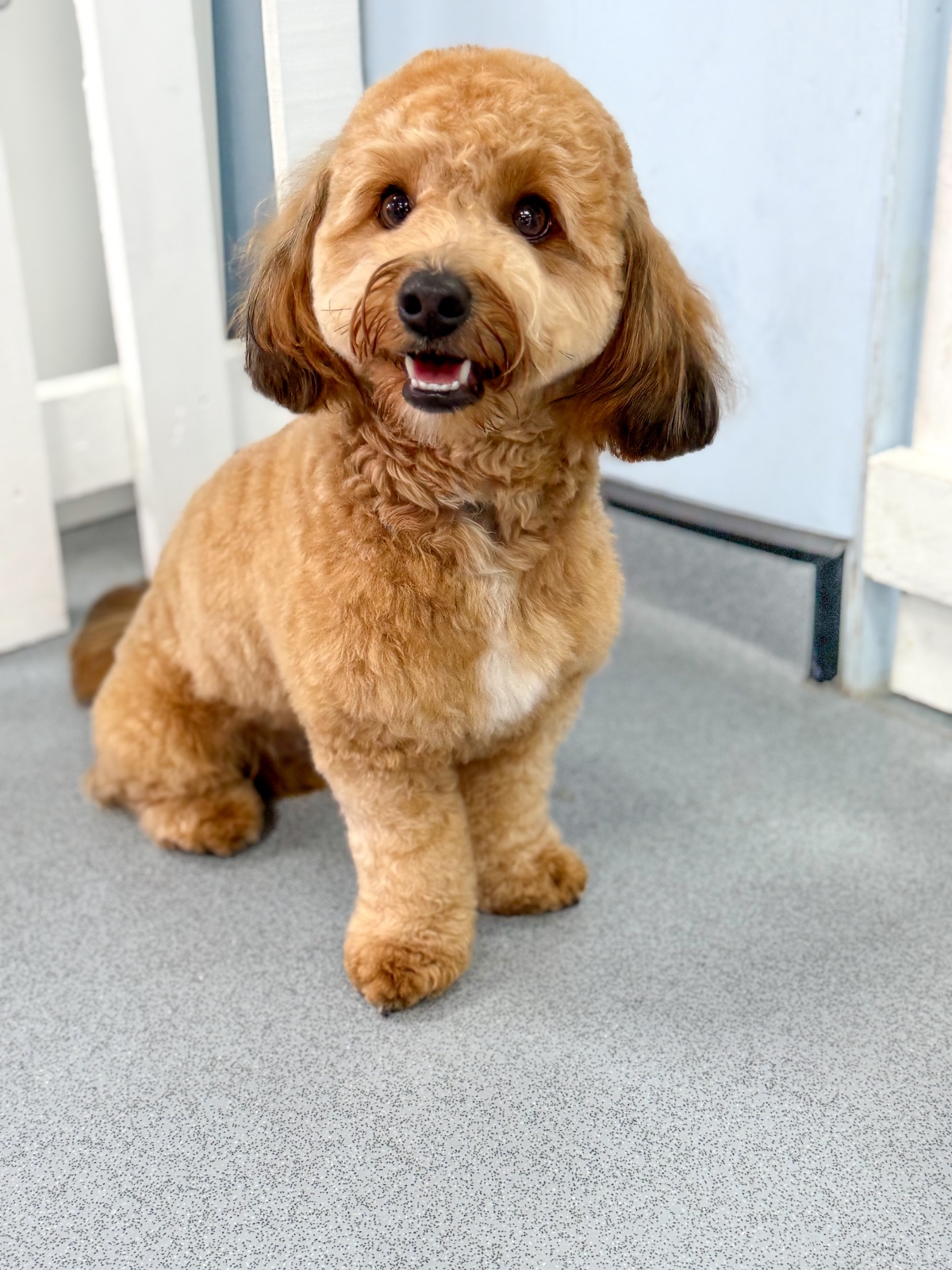 Fluffingtons Dog Spa grooming photo 9