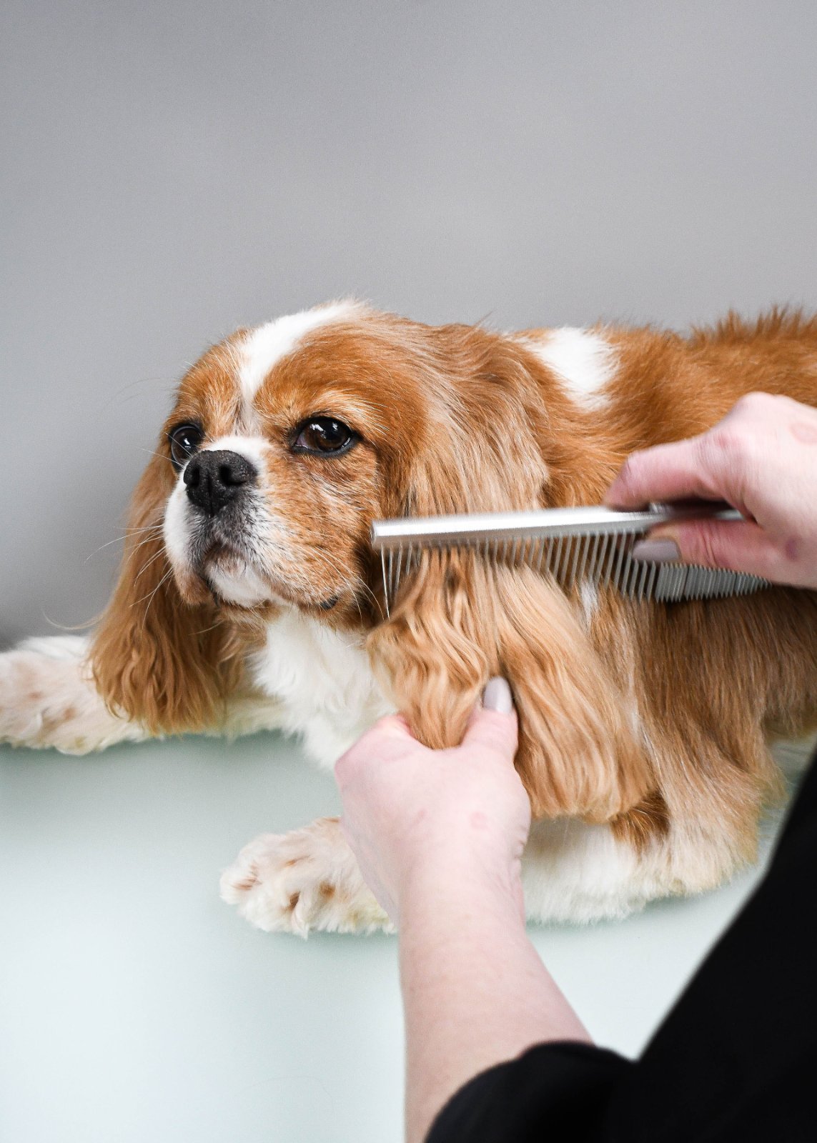 The Scissor Shack Dog Grooming grooming photo 1