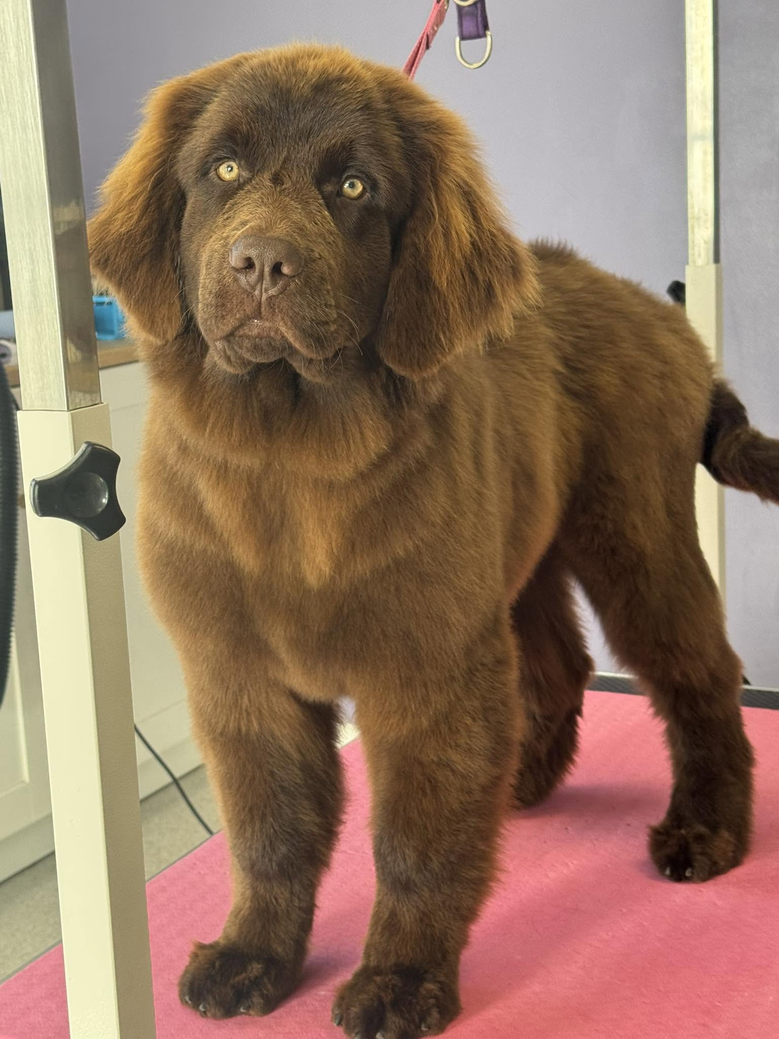 Dreybury Dog Groomers grooming photo 6
