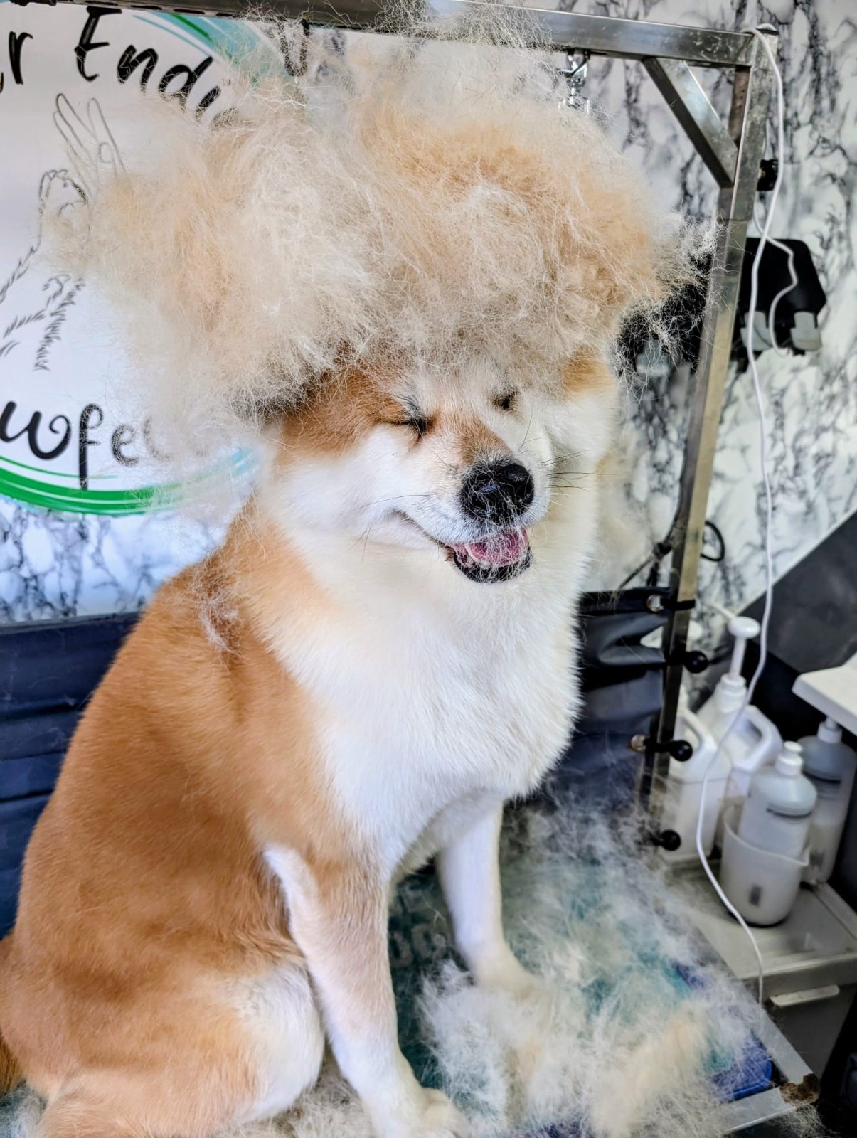 Never Ending Pawfection Ltd grooming photo 10