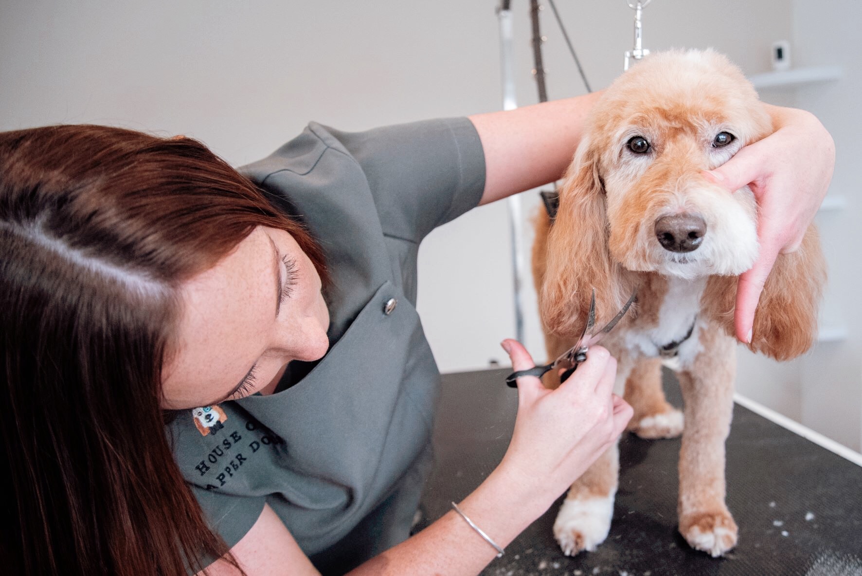House of Dapper Dogs grooming photo 2
