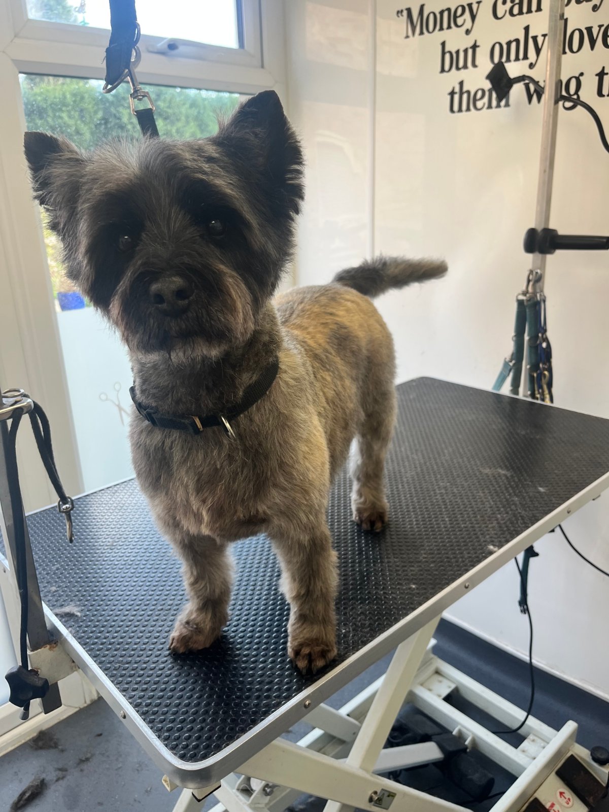 Paws Glorious Paws Dog Grooming grooming photo 4