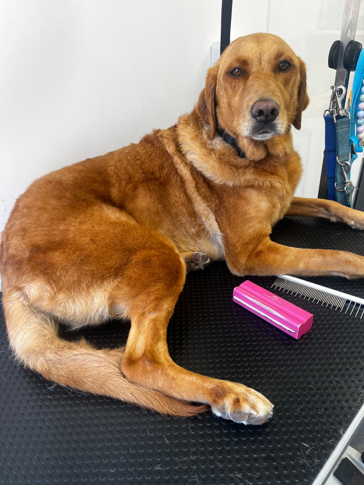 Paws Glorious Paws Dog Grooming grooming photo 6