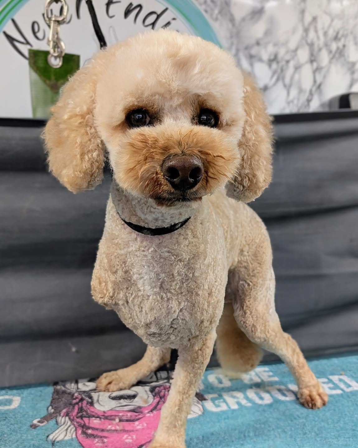 Never Ending Pawfection Ltd grooming photo 9