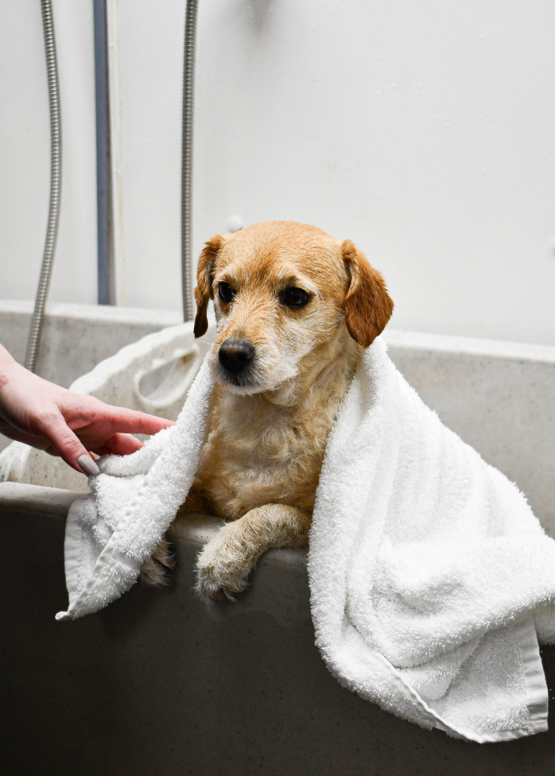 The Scissor Shack Dog Grooming grooming photo 2