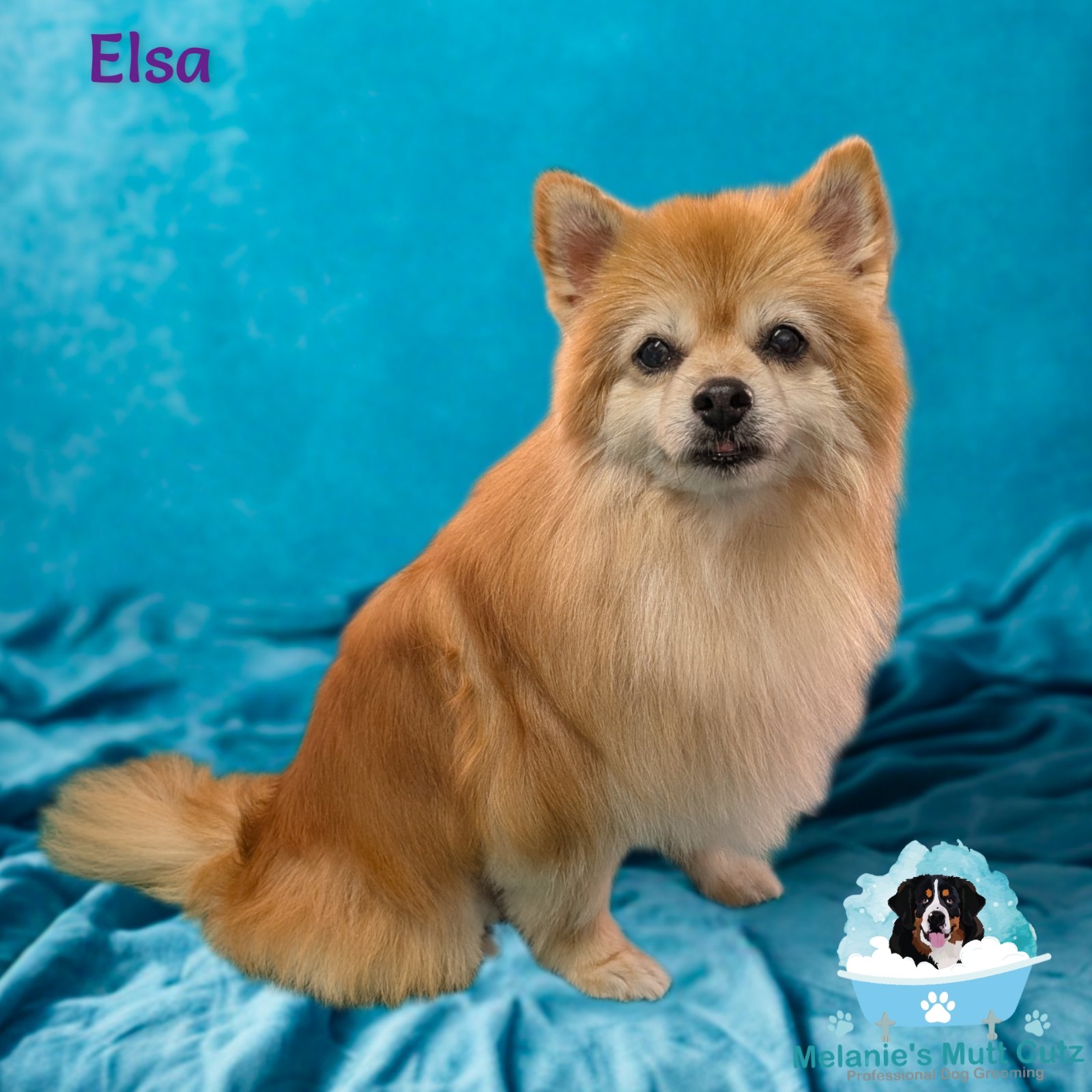 Melanie's Mutt Cutz grooming photo 5