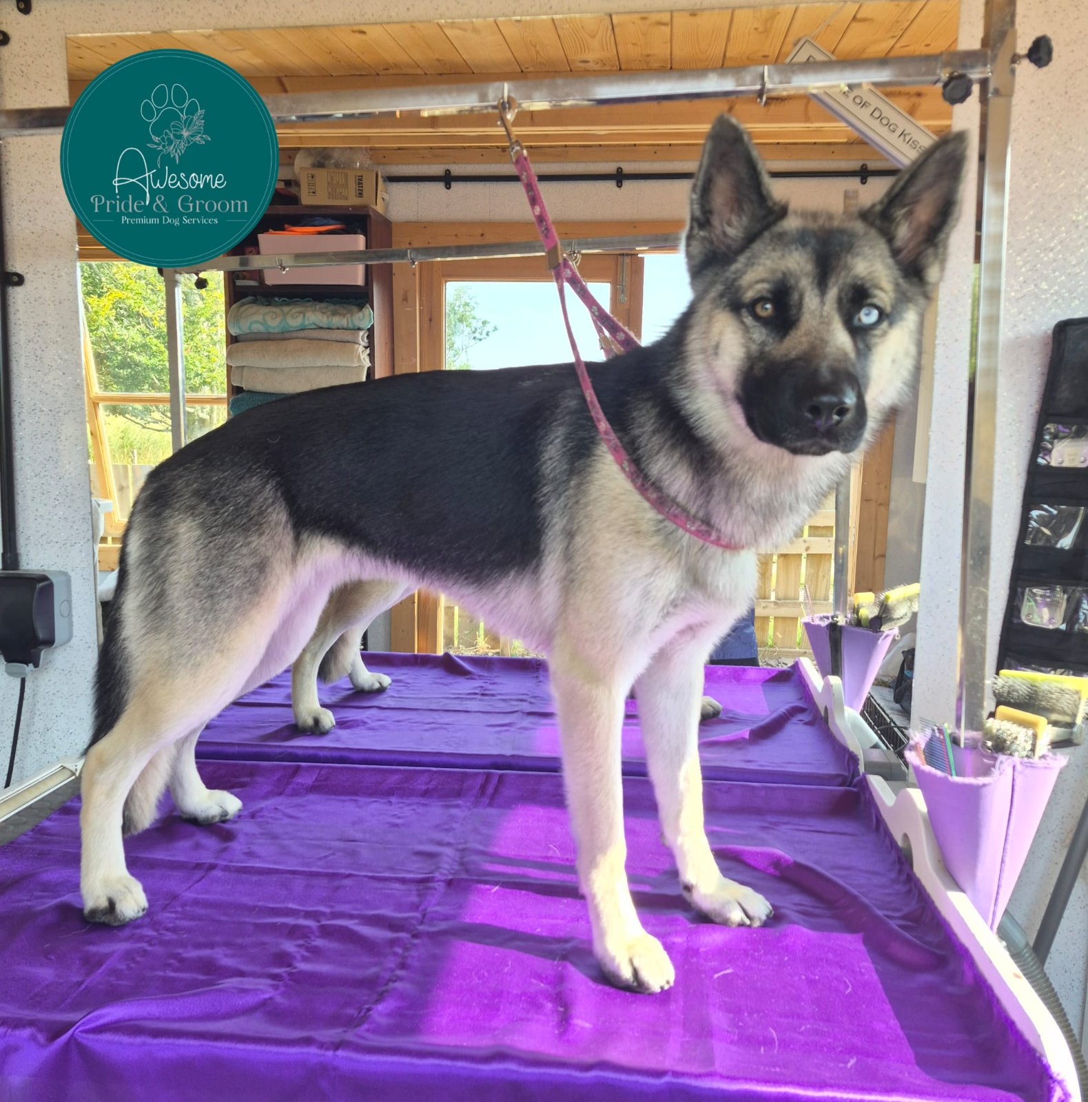 Awesome Pride & Groom grooming photo 6