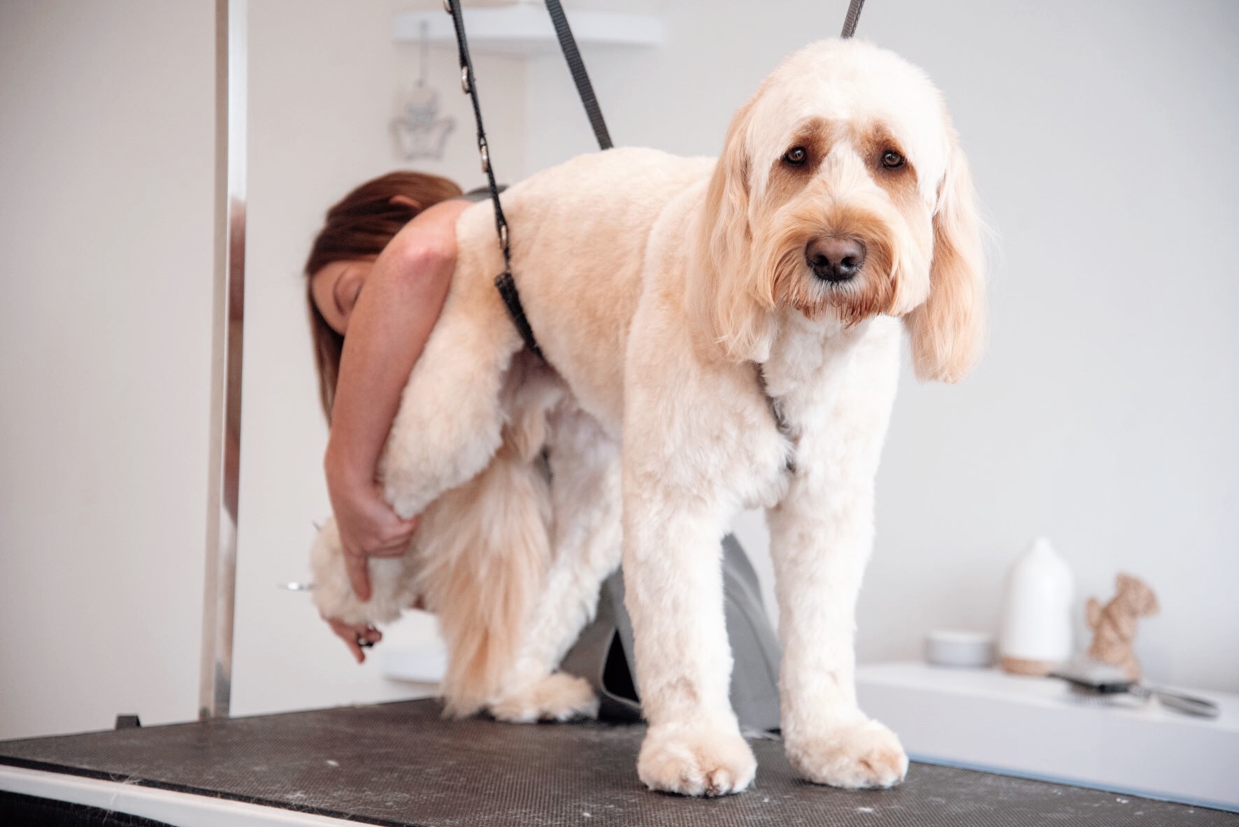 House of Dapper Dogs grooming photo 5