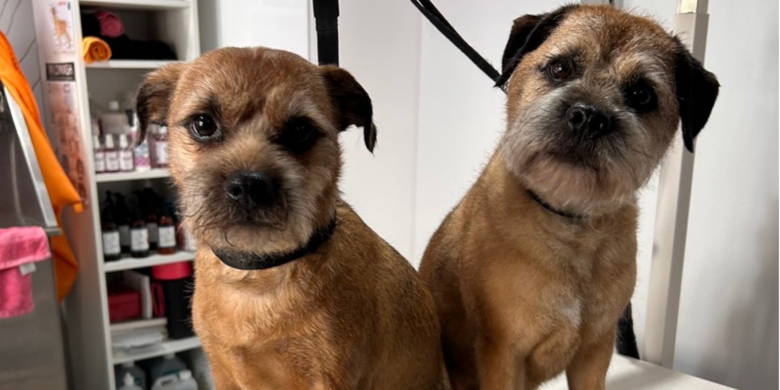 Scruffs no more, Grooming for Dogs grooming photo 1