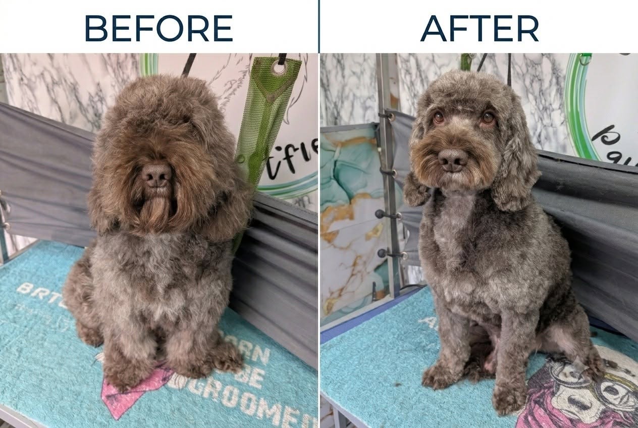 Never Ending Pawfection Ltd grooming photo 6