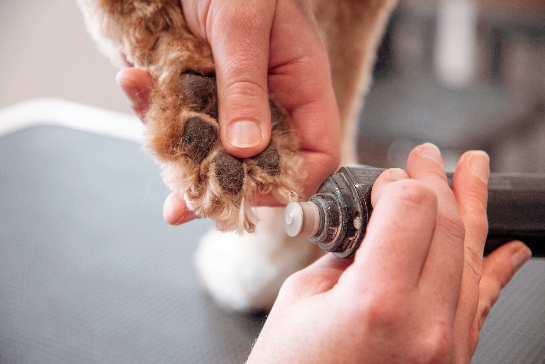 House of Dapper Dogs grooming photo 7