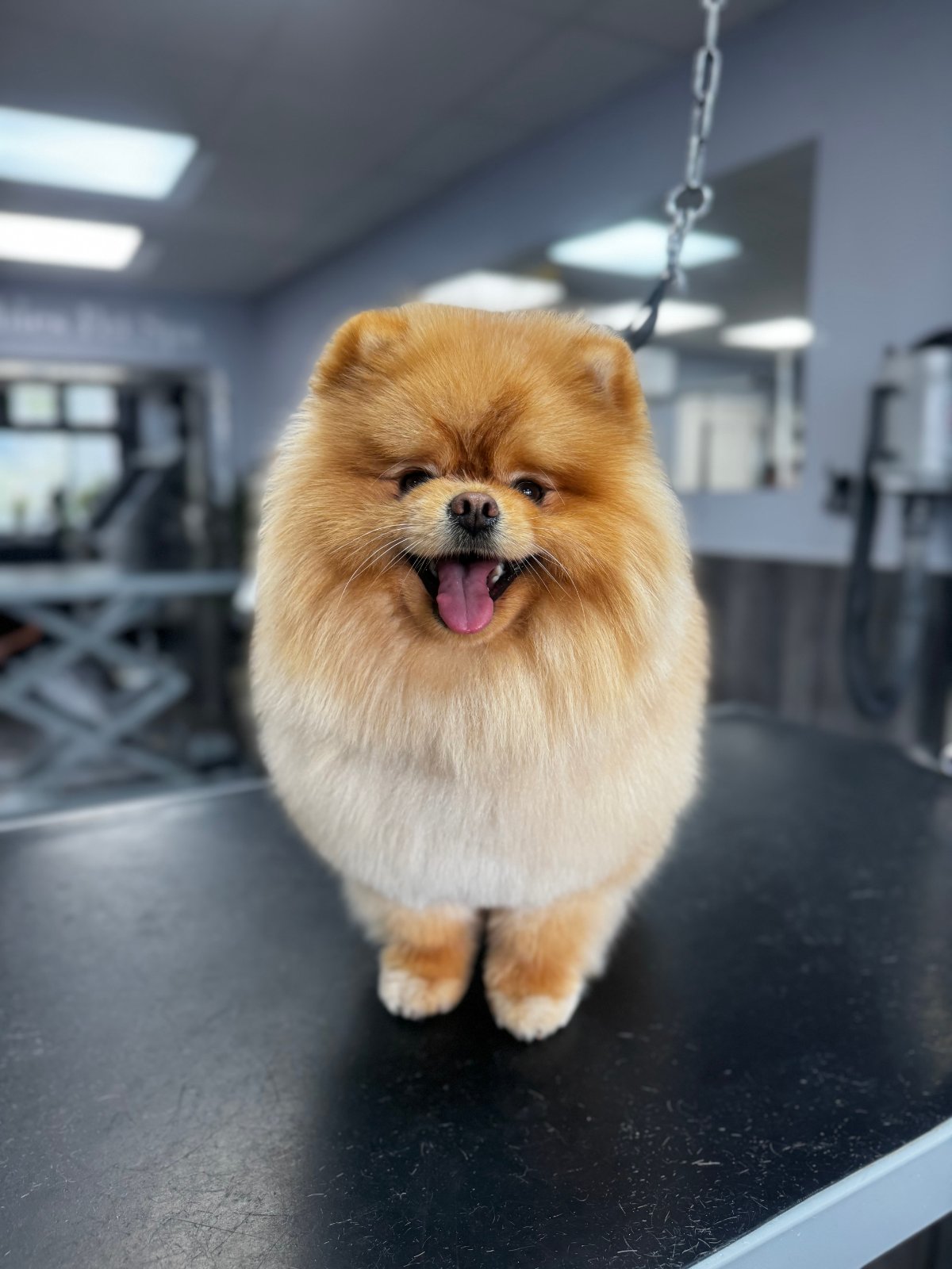 Fur Babies Spa grooming photo 1