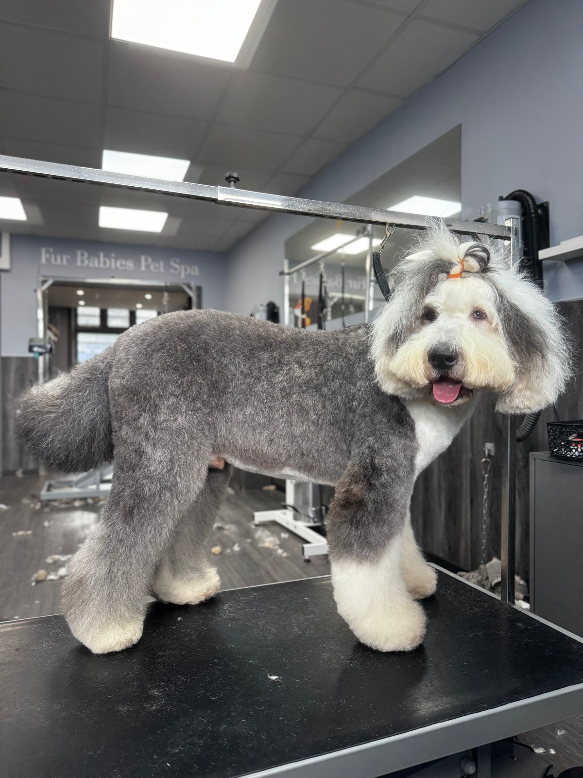 Fur Babies Spa grooming photo 4