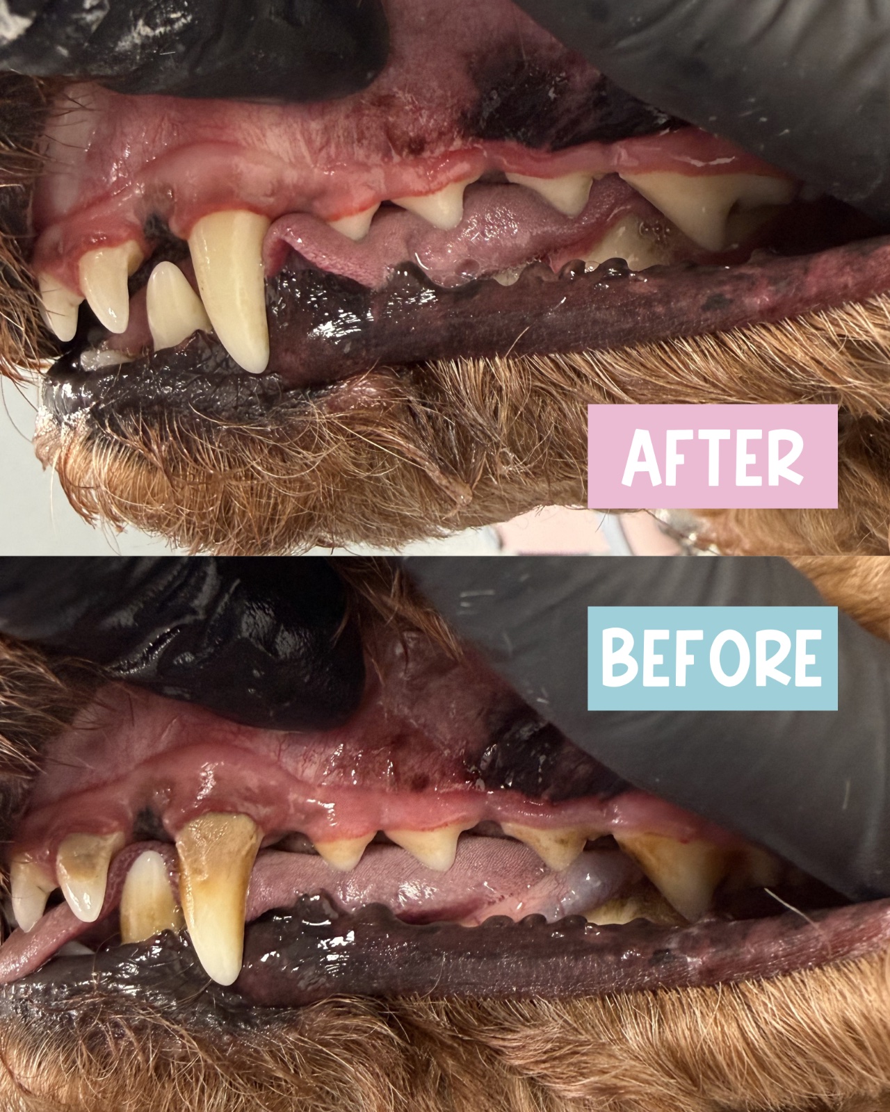 Fluffingtons Dog Spa grooming photo 3