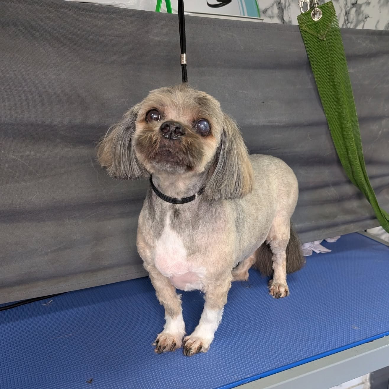 Never Ending Pawfection Ltd grooming photo 7