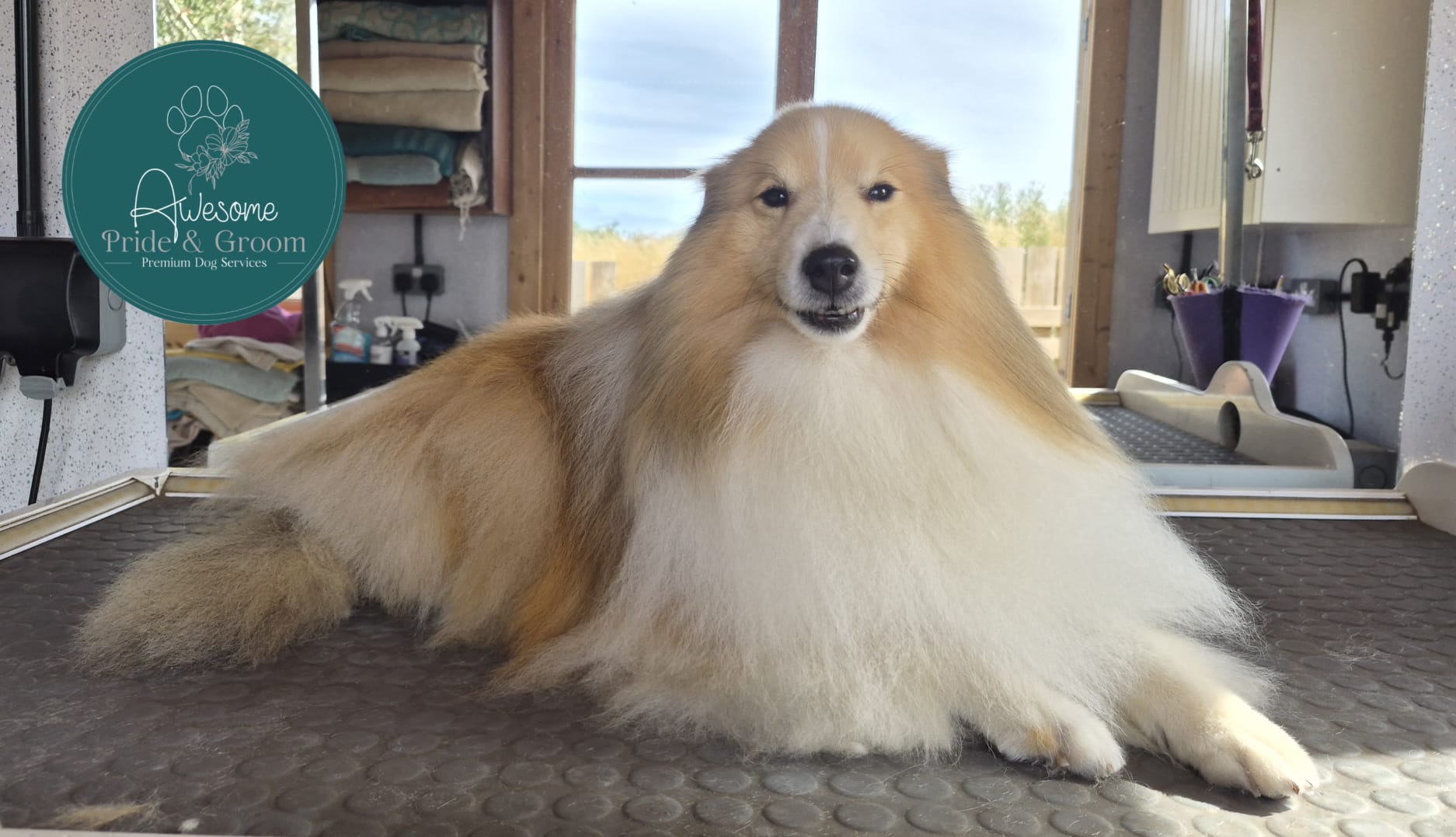 Awesome Pride & Groom grooming photo 7