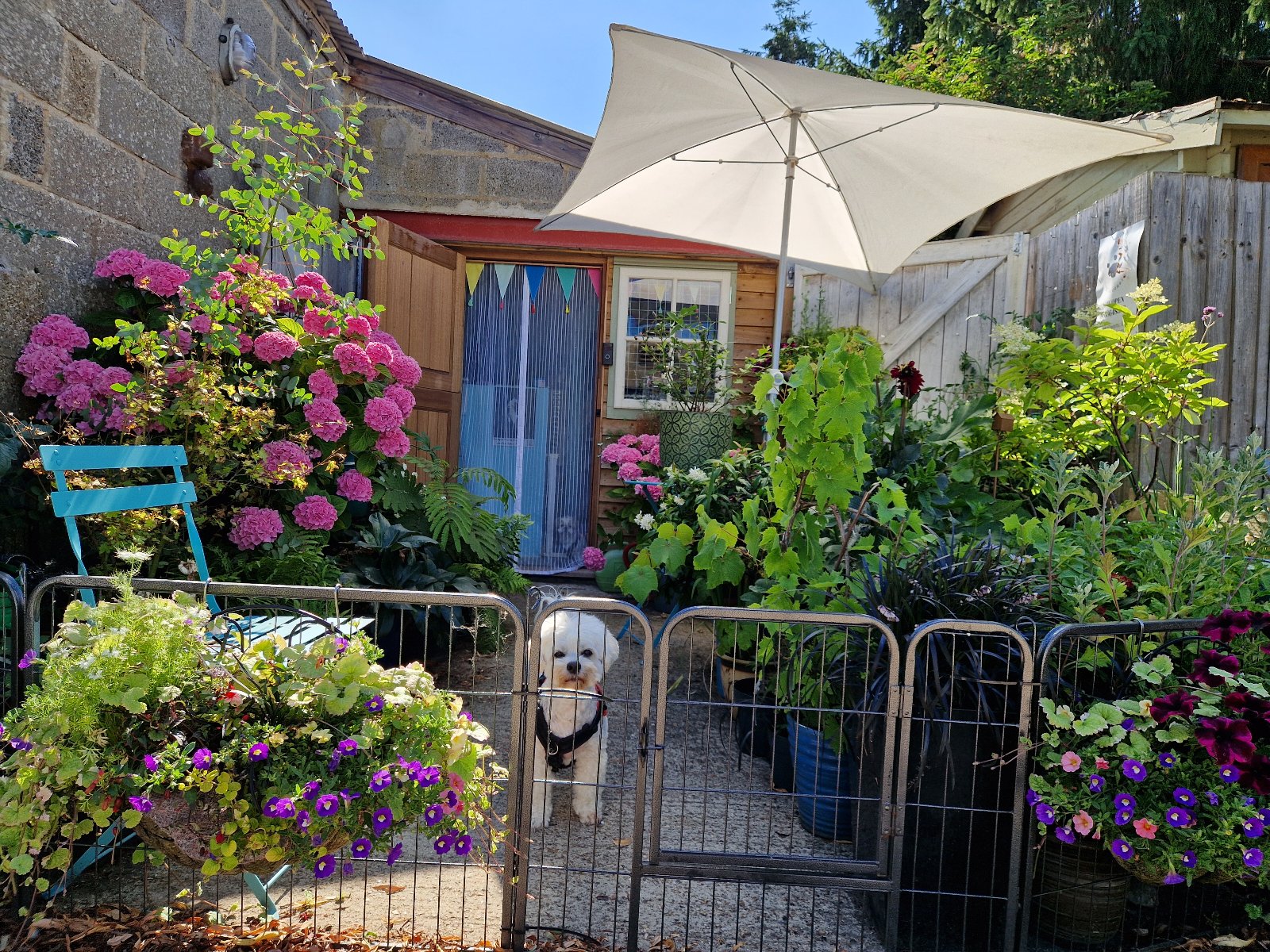 Kiss My Hairy Paws, dog grooming in Heybridge, Maldon