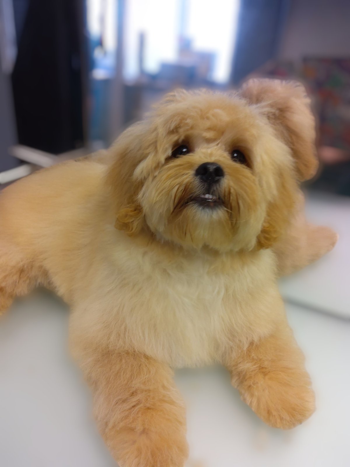 The Scissor Shack Dog Grooming grooming photo 3