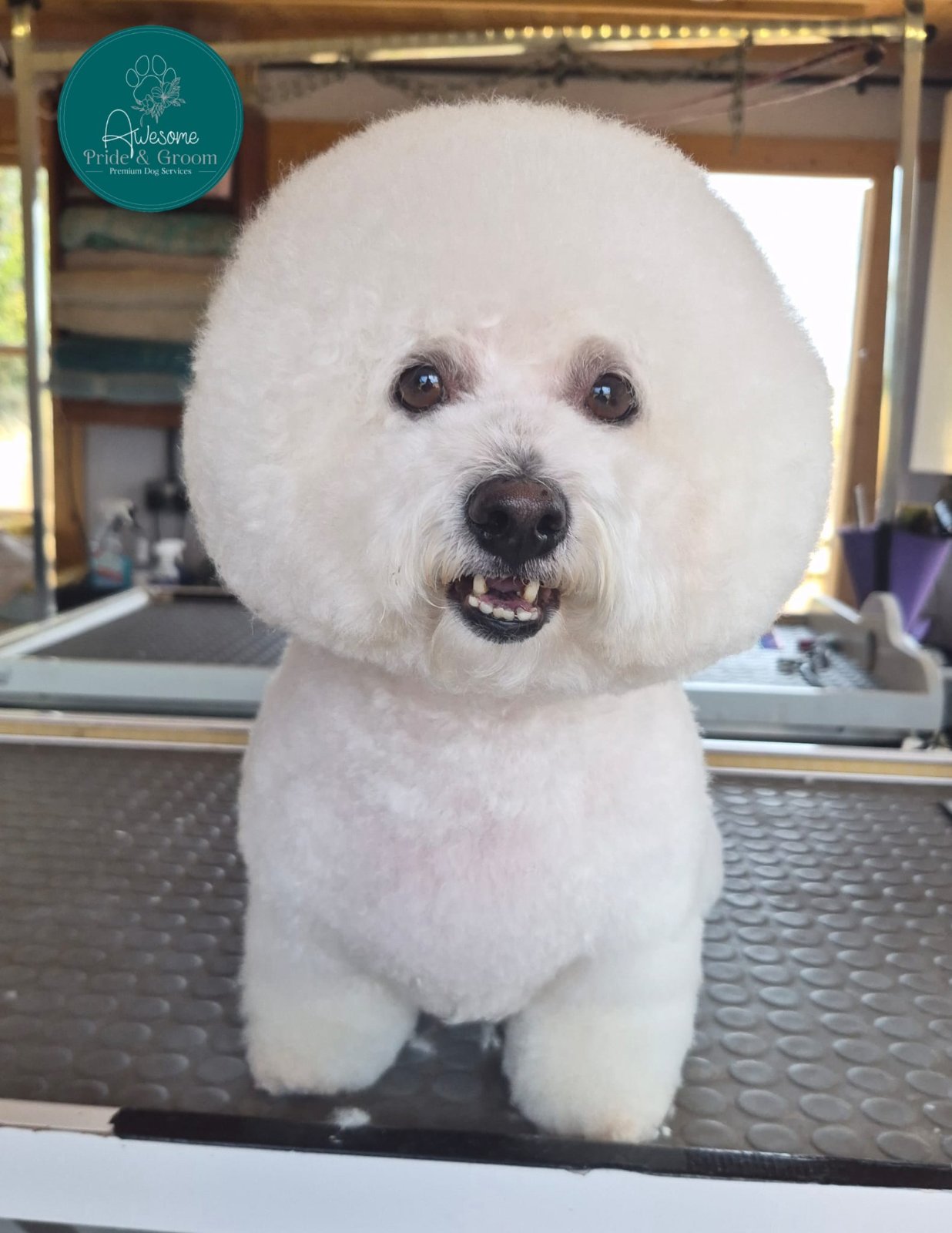 Awesome Pride & Groom grooming photo 9
