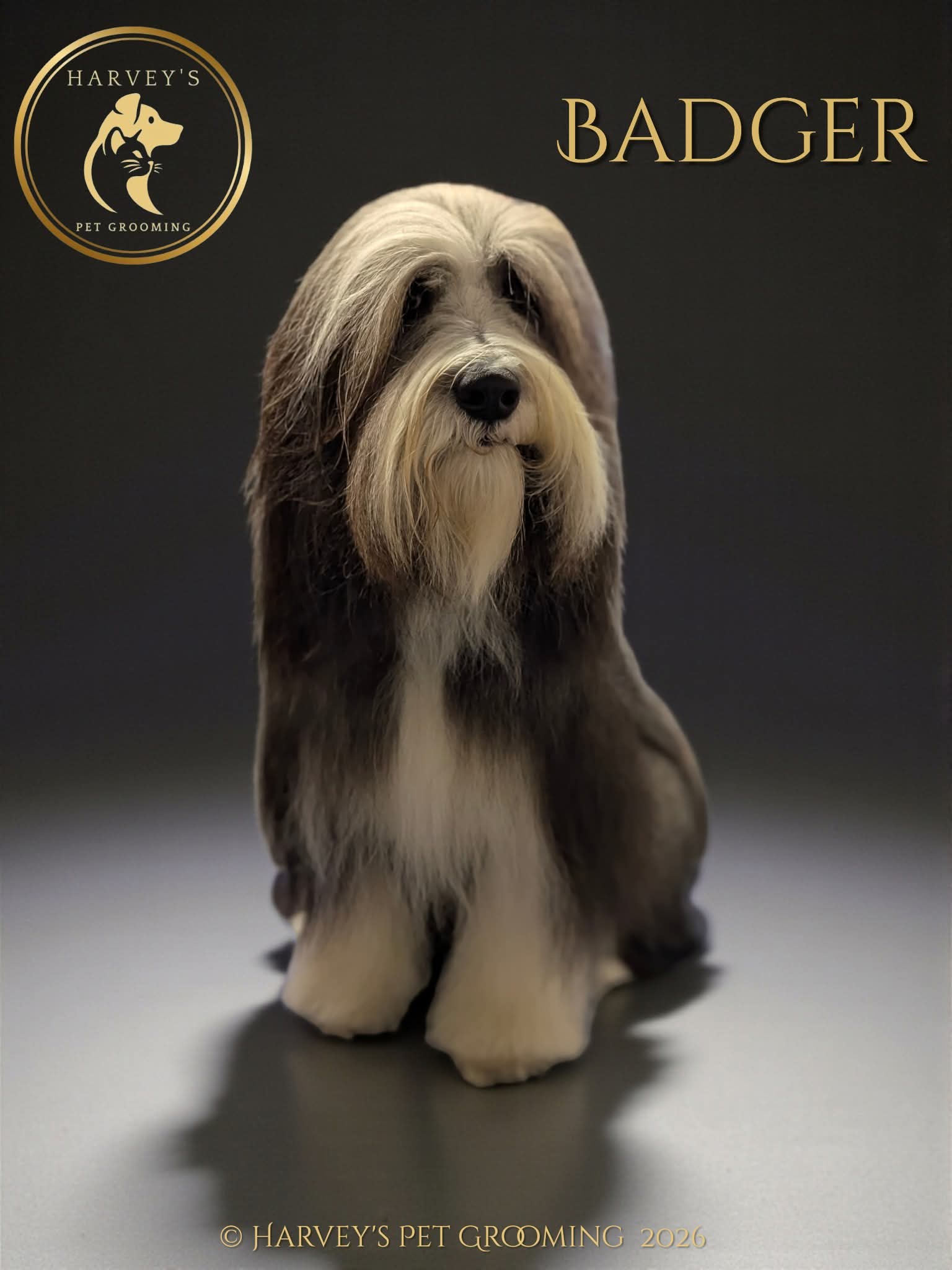 Harvey's Pet Grooming grooming photo 5
