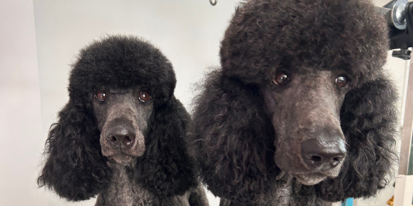 Scruffs no more, Grooming for Dogs grooming photo 3