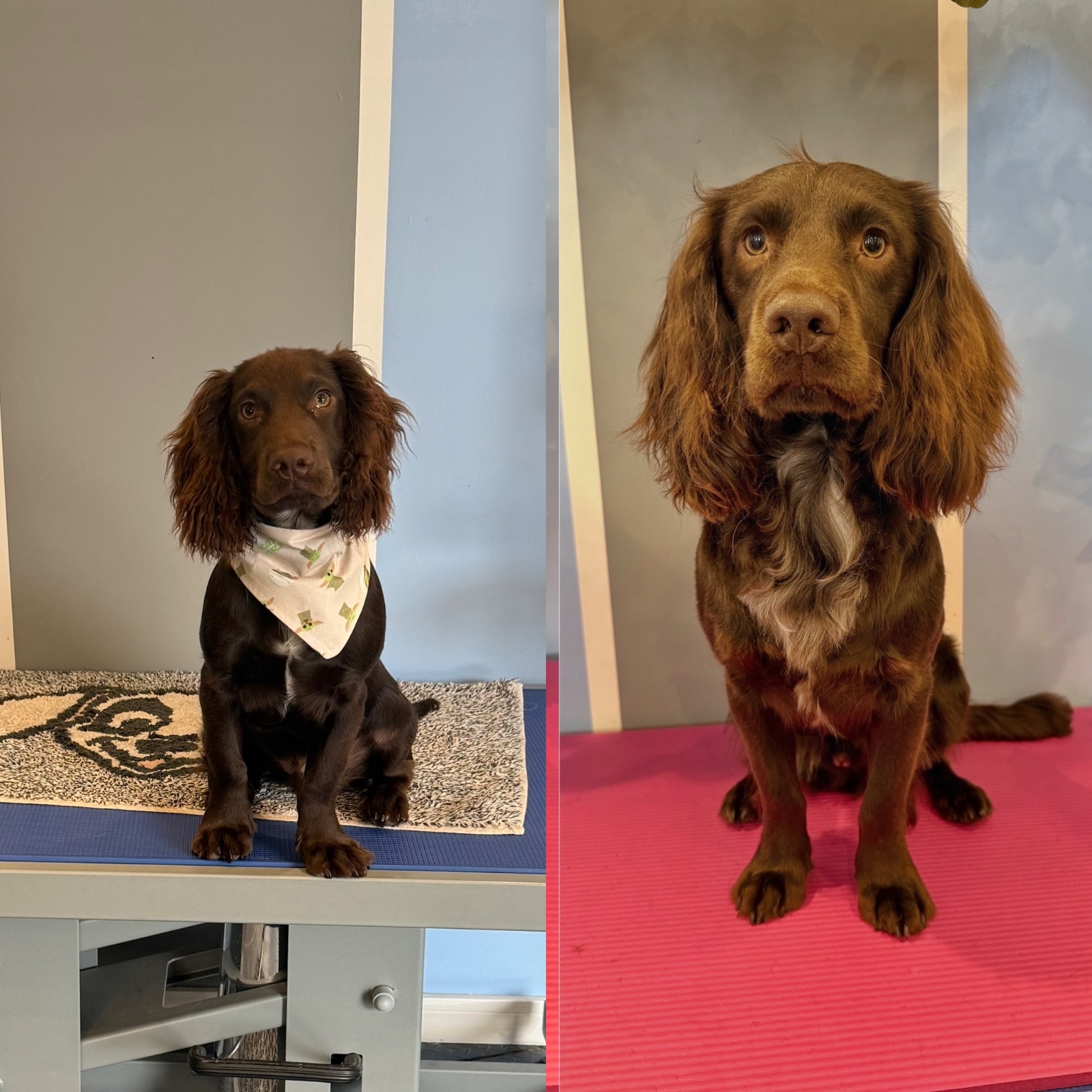 Millie Moo Dog Grooming grooming photo 5