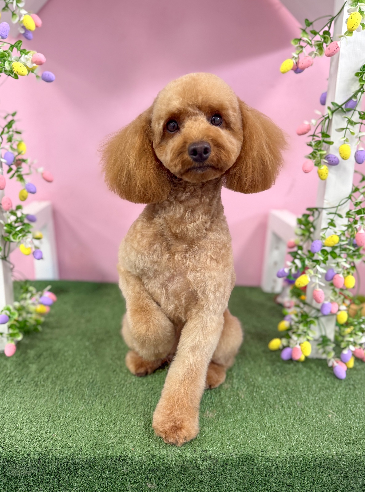 Fluffingtons Dog Spa grooming photo 10