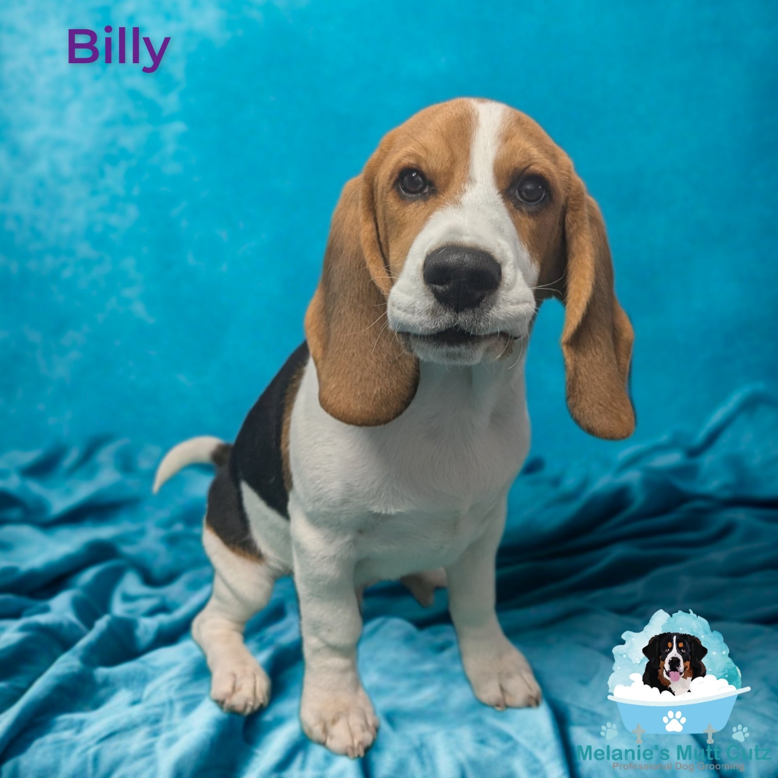 Melanie's Mutt Cutz grooming photo 9