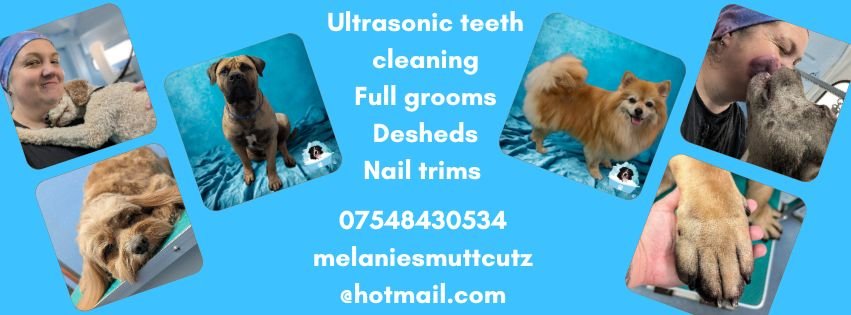 Melanie's Mutt Cutz, dog grooming in Timperley