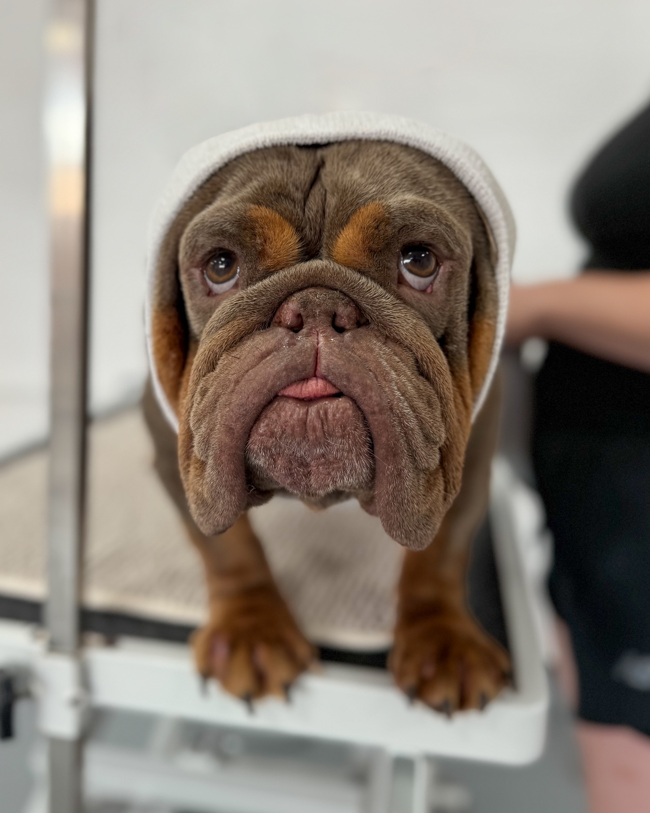 Fluffingtons Dog Spa grooming photo 1