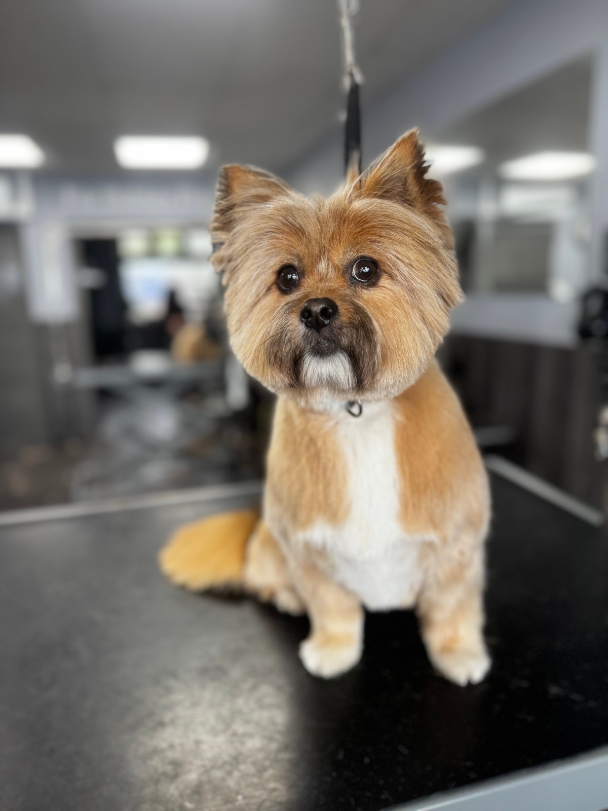 Fur Babies Spa grooming photo 5