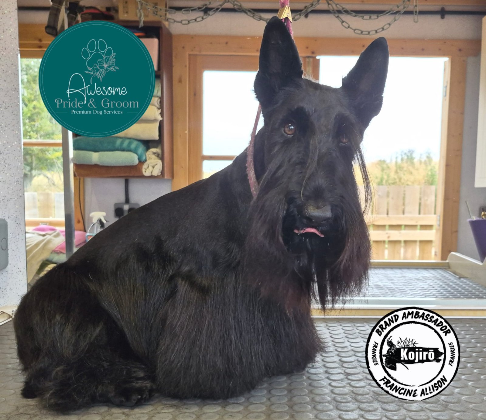 Awesome Pride & Groom grooming photo 1