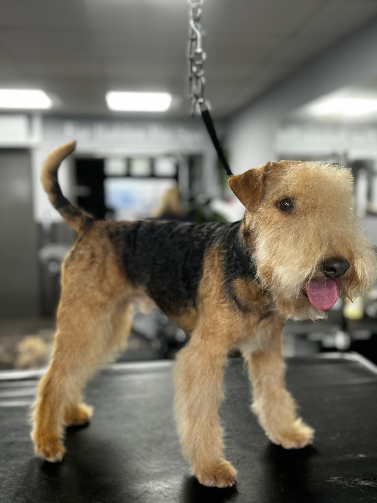Fur Babies Spa grooming photo 6