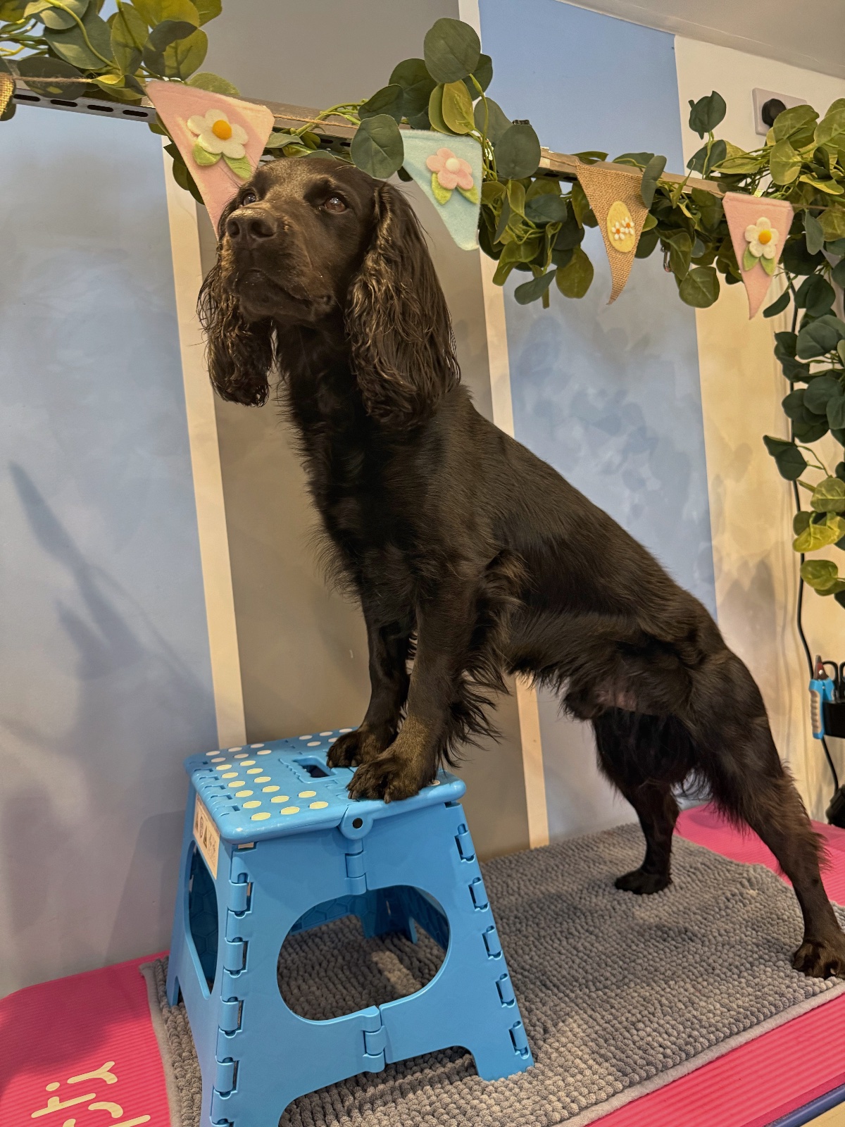Millie Moo Dog Grooming grooming photo 3