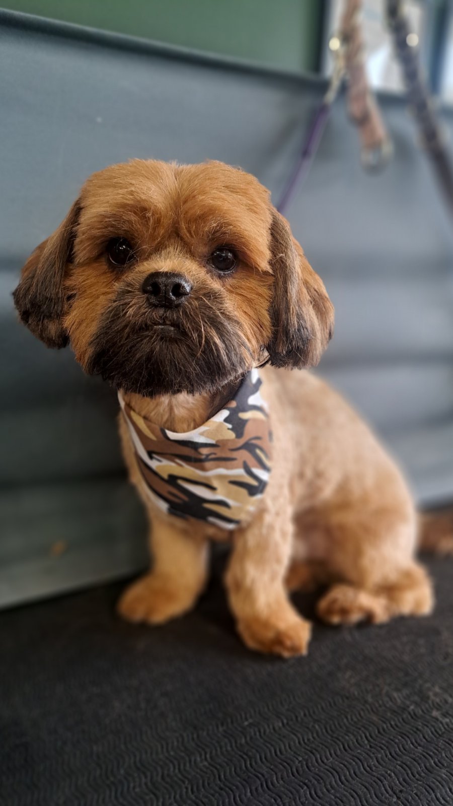 Sitting Pretty Dog Grooming grooming photo 2