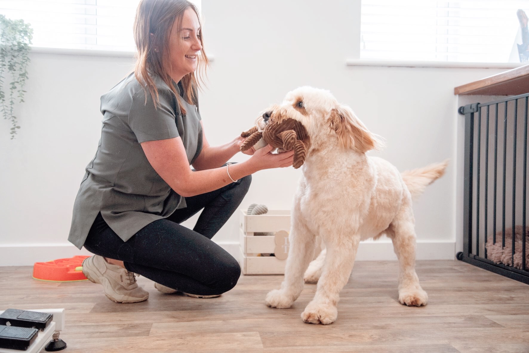 House of Dapper Dogs, dog grooming in Durley