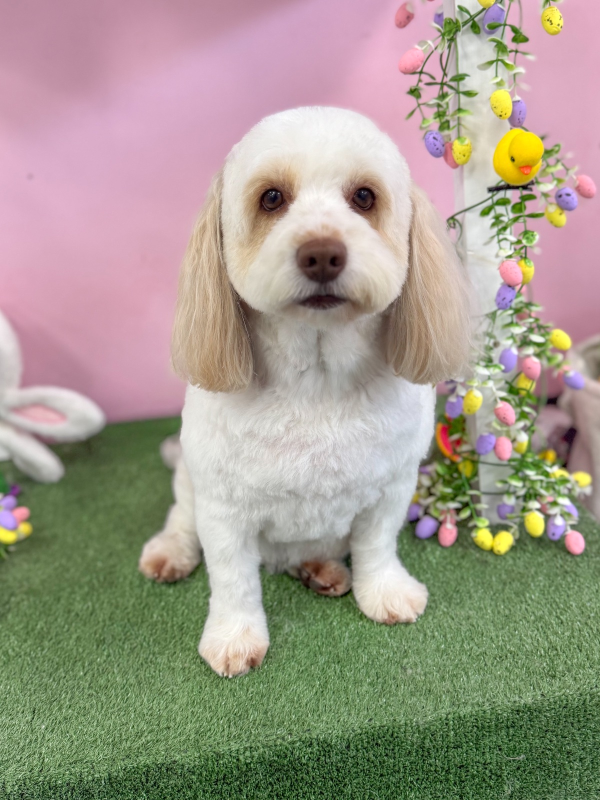 Fluffingtons Dog Spa grooming photo 6