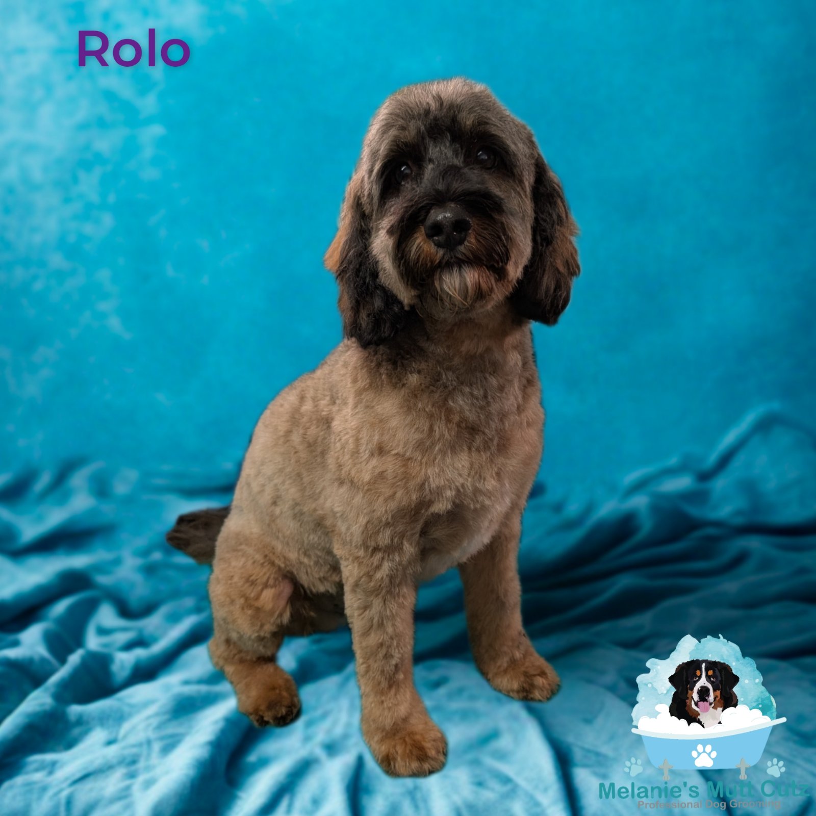 Melanie's Mutt Cutz grooming photo 10