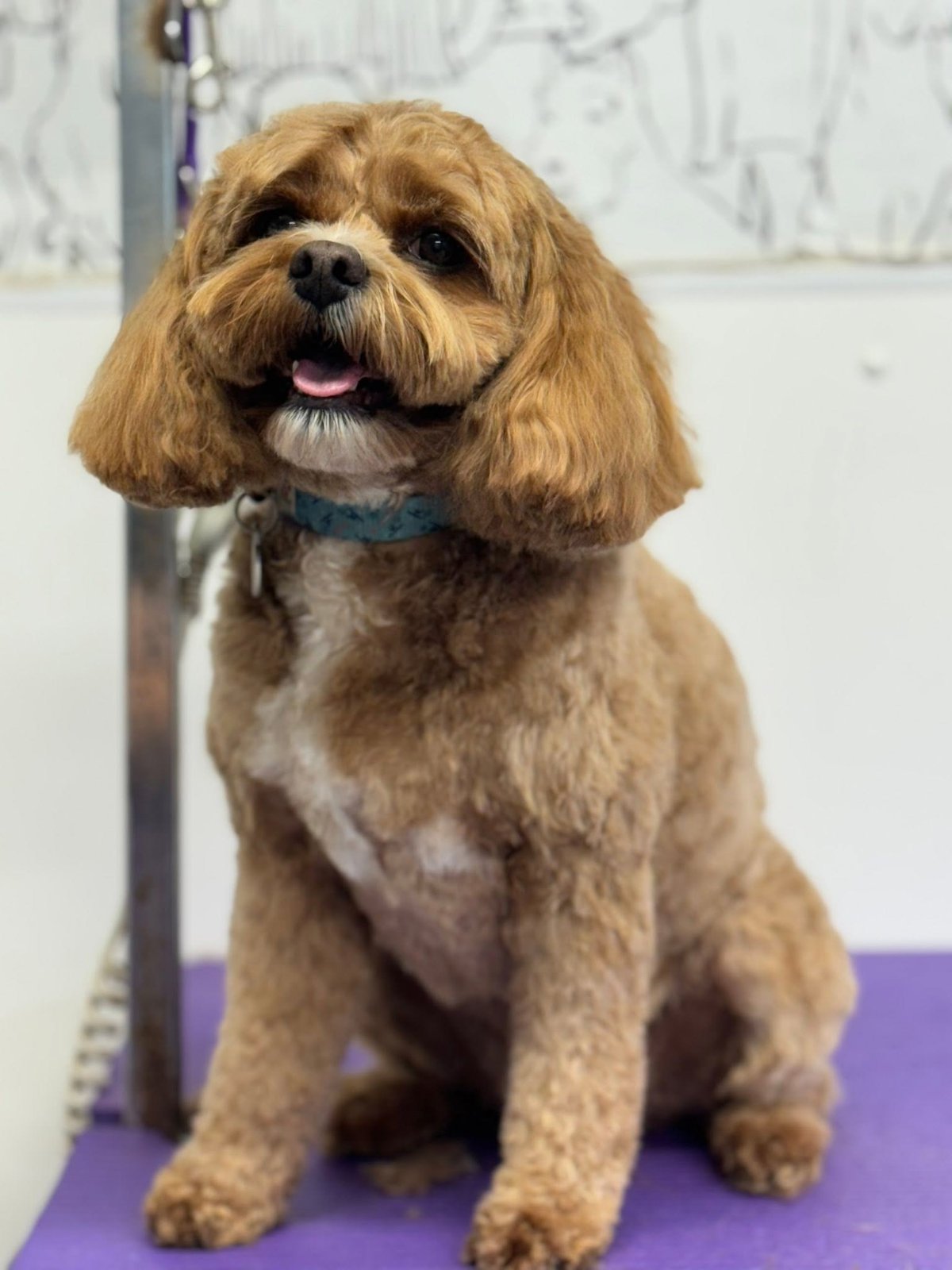 Dreybury Dog Groomers grooming photo 1