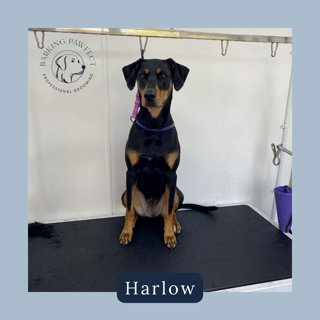 Barking Pawfect grooming photo 3