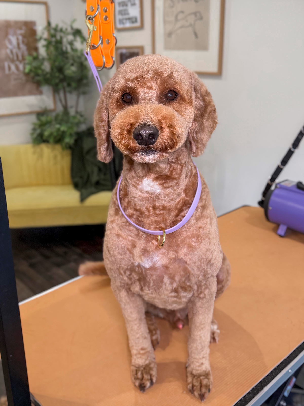The Adored Dog Spa grooming photo 2