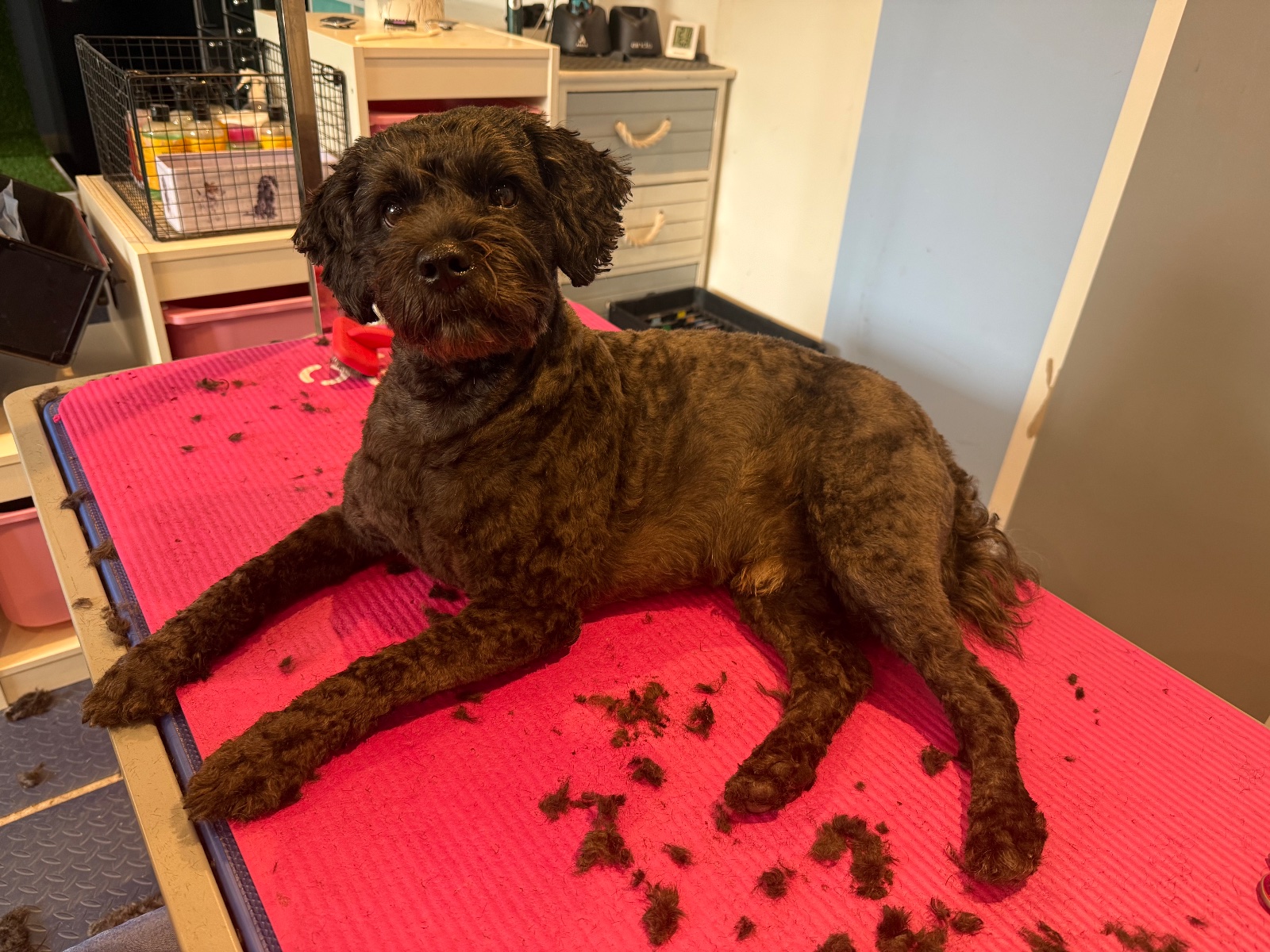 Millie Moo Dog Grooming grooming photo 10