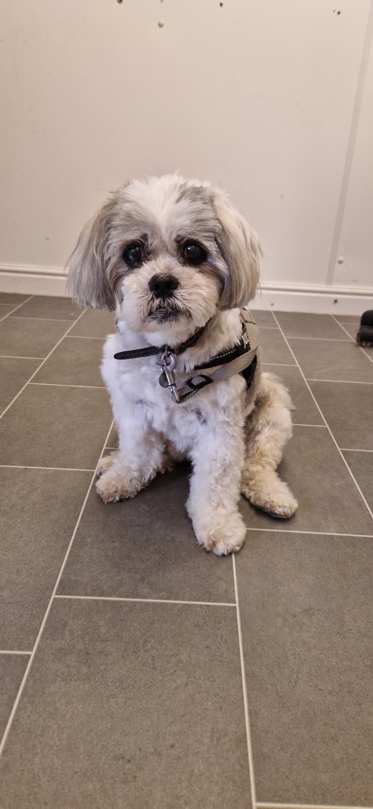 SJ's Rebarkable Dog Grooming grooming photo 2