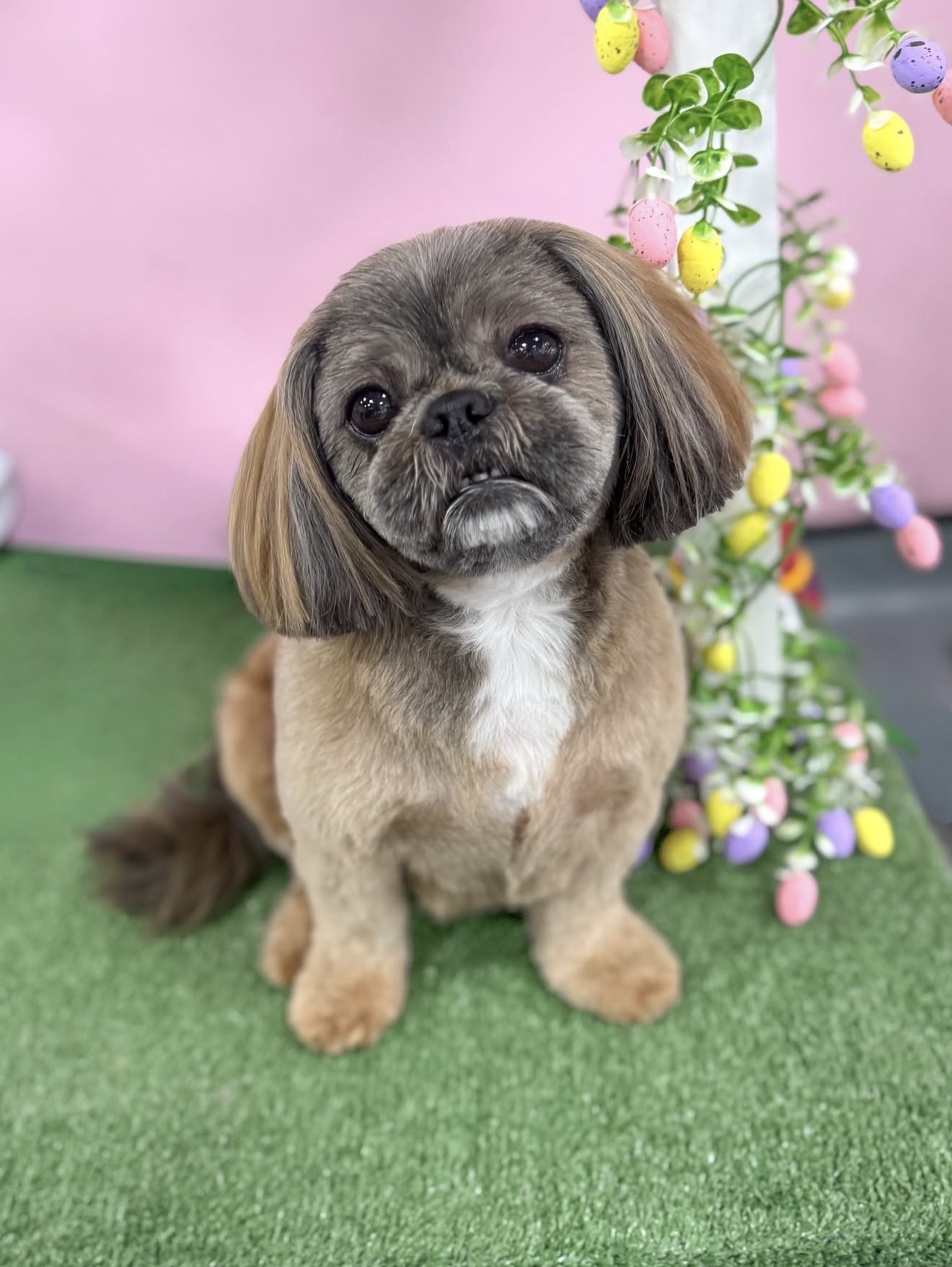 Fluffingtons Dog Spa grooming photo 4