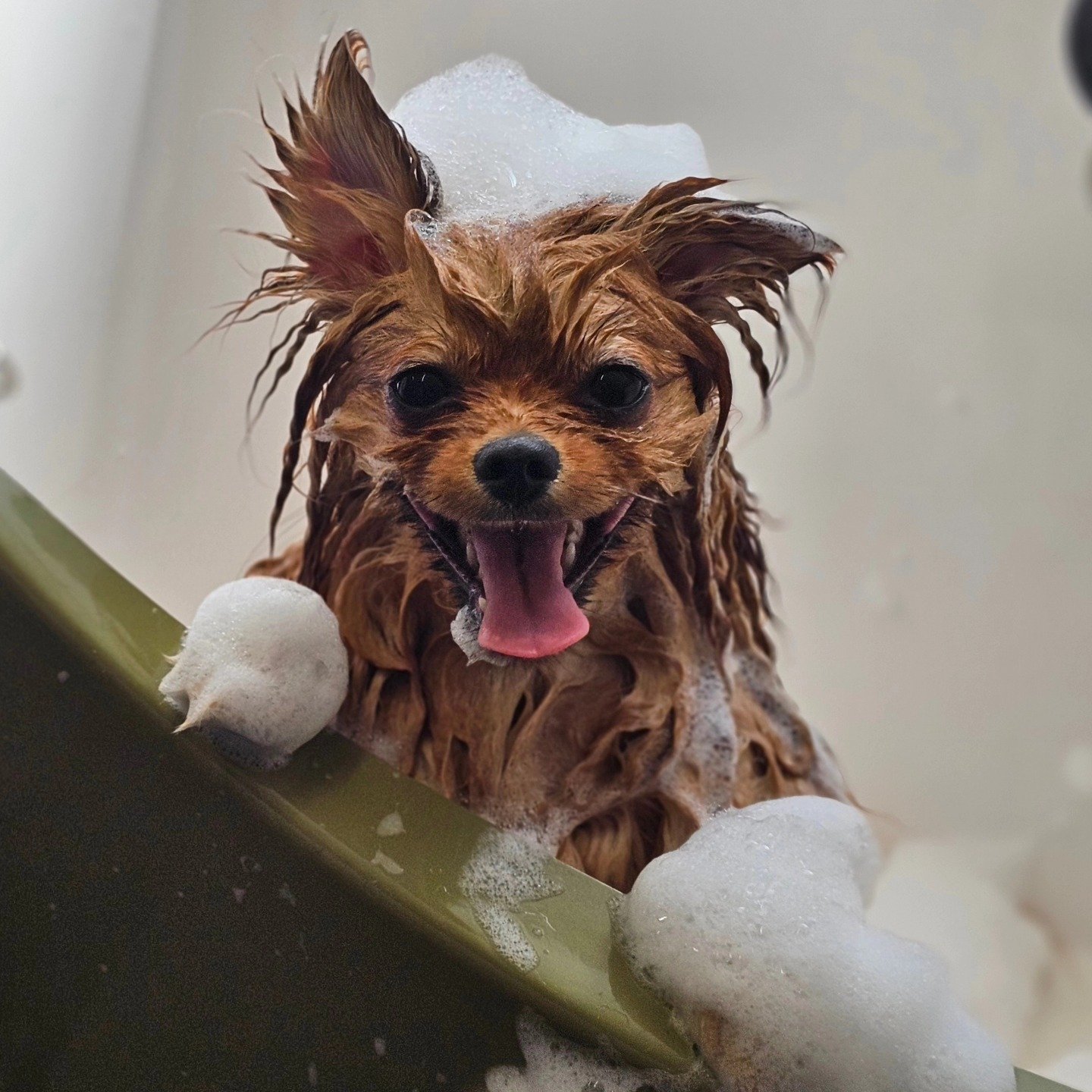 Felpham Dog Groomers grooming photo 3