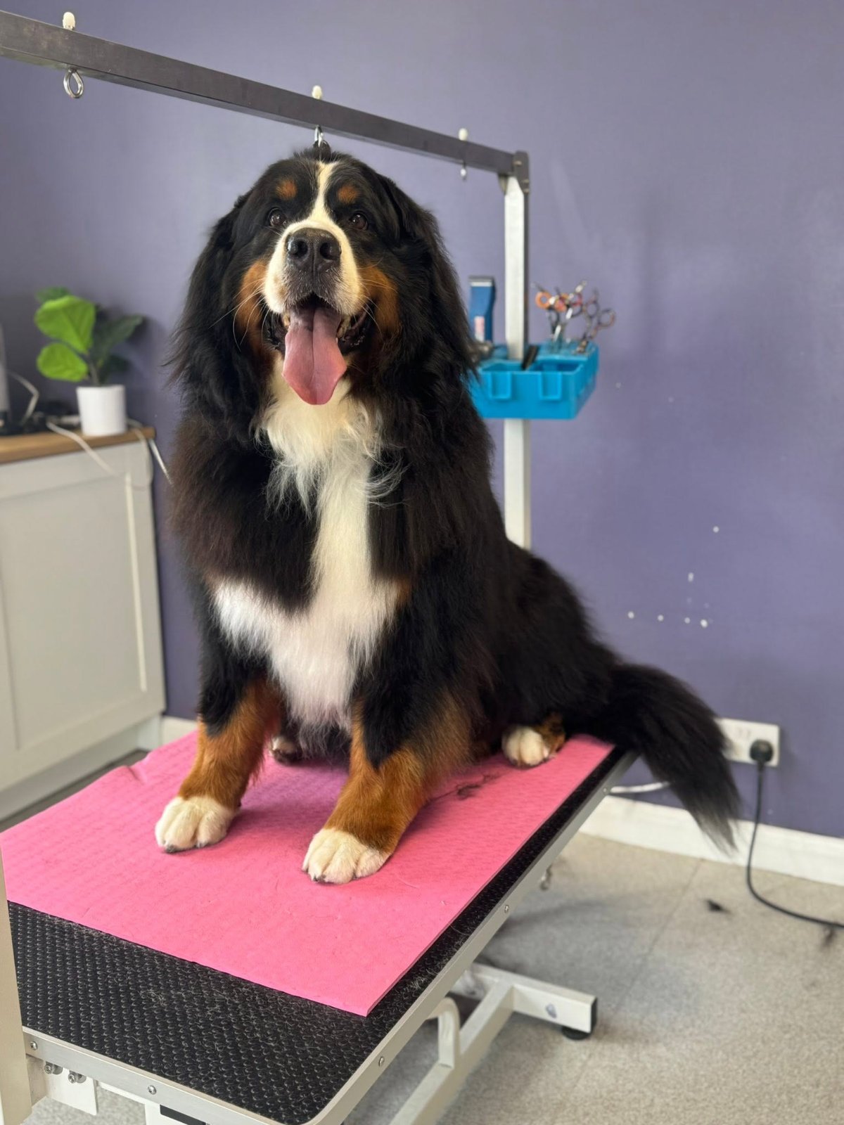 Dreybury Dog Groomers grooming photo 7