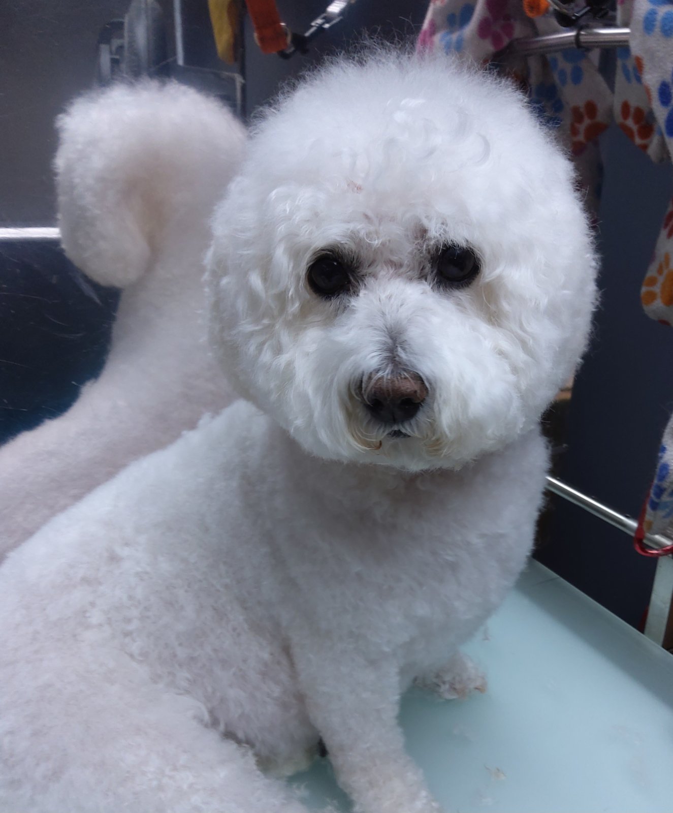 The Scissor Shack Dog Grooming grooming photo 4
